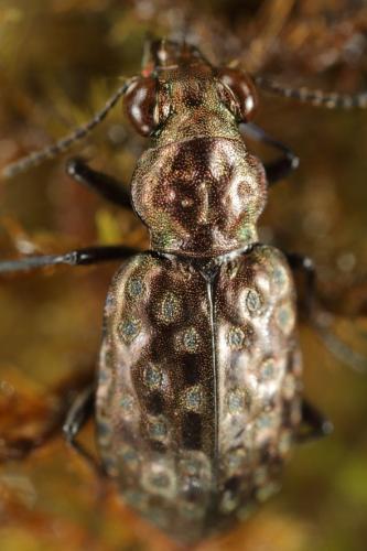 Réf. 264 006 : Elaphrus pyrenoeus